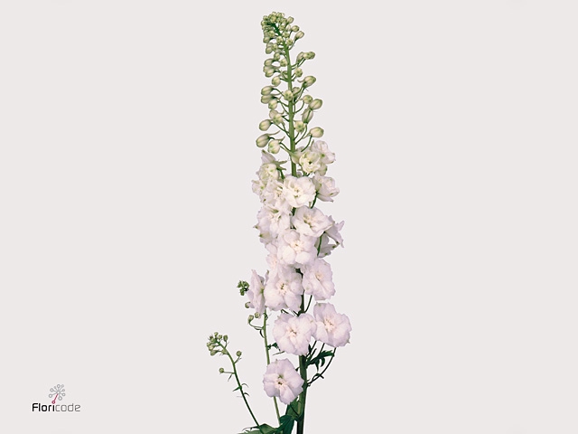 Delphinium El Cen White