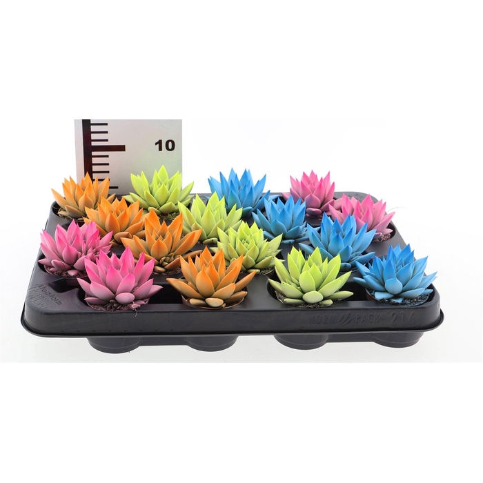 <h4>Echeveria  'Miranda'</h4>