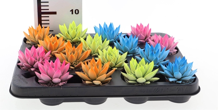 <h4>Echeveria  'Miranda'</h4>