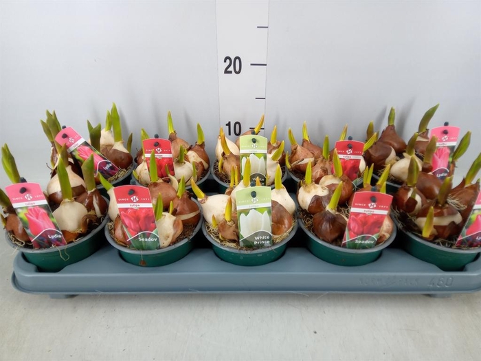 <h4>Tulipa ...mix 3</h4>