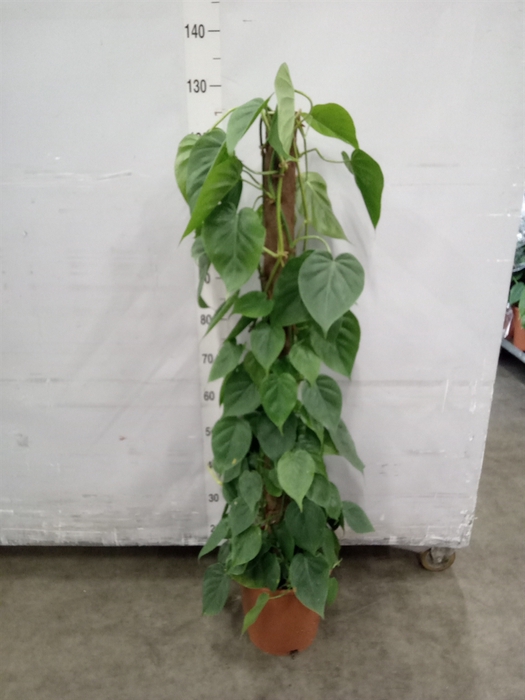 <h4>Philodendron scand.</h4>