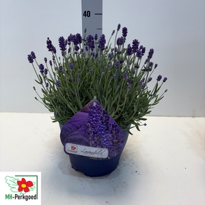 LAVAN AN DWARF BLUE