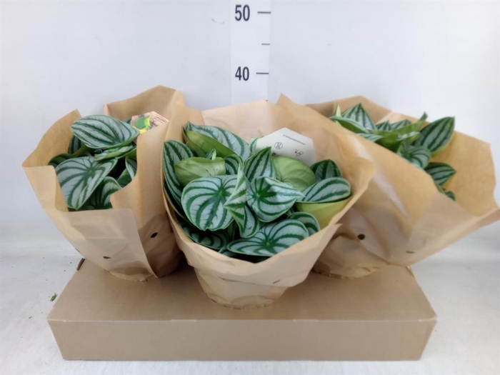 <h4>Peperomia argyreia</h4>