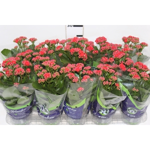 KALANCHOE DOBRADO P11 VERMELHO