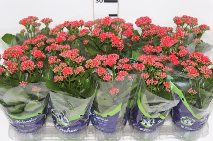 <h4>KALANCHOE DOBRADO P11 VERMELHO</h4>