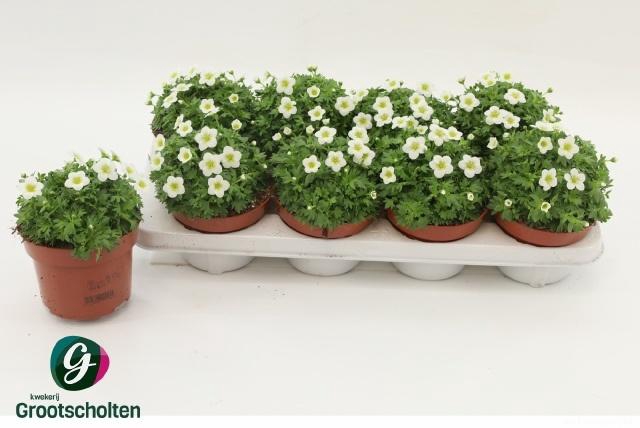 <h4>SAXIF AR TOUR WHITE</h4>