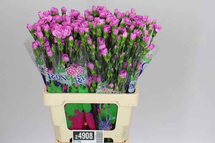 <h4>Di Tr Lilac</h4>