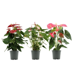 Anthurium 17 cm 4 color mix in transparant sleeve