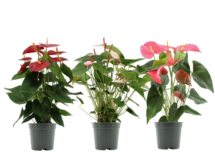 <h4>Anthurium 17 cm 4 color mix in transparant sleeve</h4>