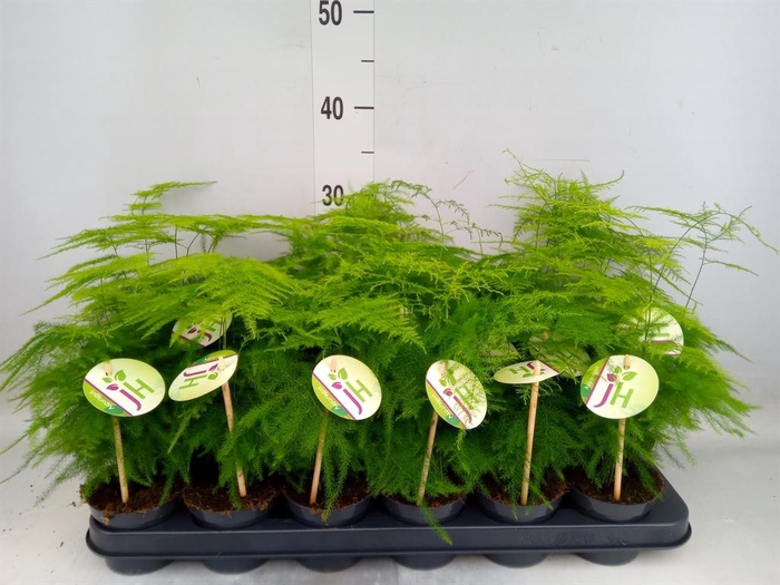 <h4>Asparagus setaceus</h4>