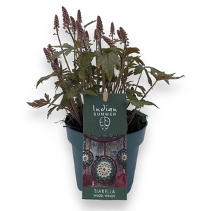 Tiarella 'Pink Sky Rocket'