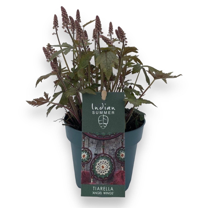 <h4>Tiarella 'Pink Sky Rocket'</h4>