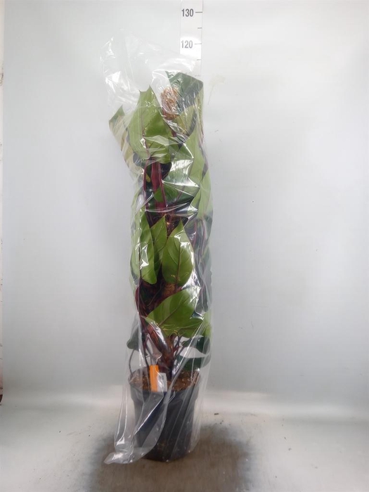 <h4>Philodendron  'Red Emerald'</h4>