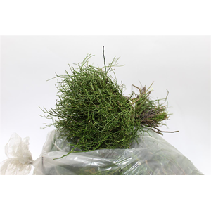 HEIDELBEER IN ZAK X5