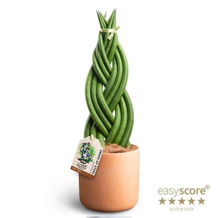<h4>SANSEVIERIA CYLINDRICA</h4>