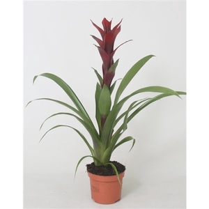 Guzmania Switch