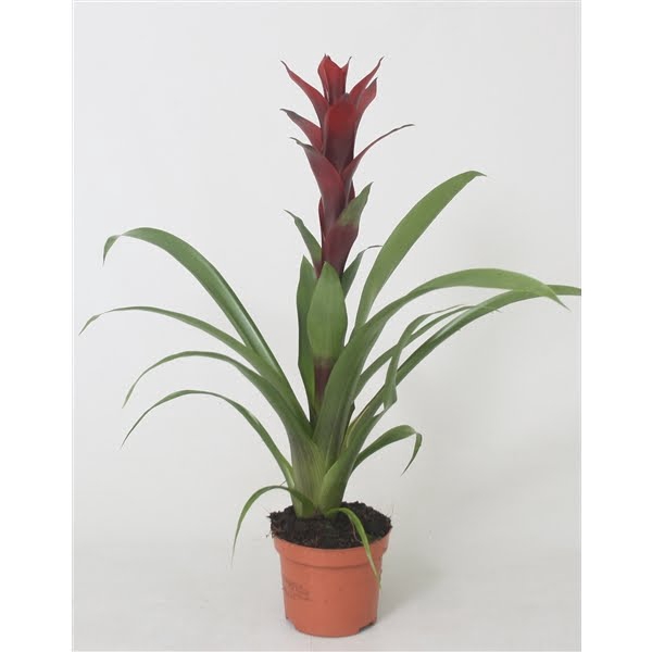 <h4>Guzmania Switch</h4>