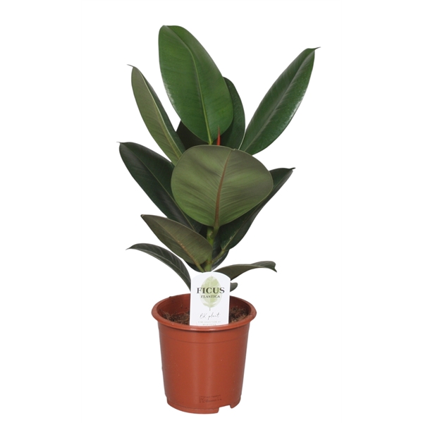 <h4>Ficus Elastica Robusta</h4>
