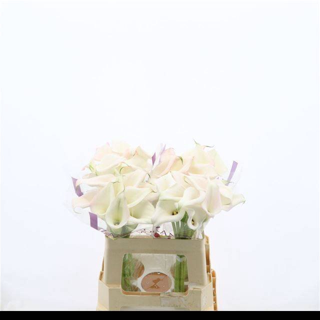 <h4>ZANT SWEET ART</h4>