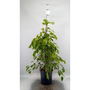 Ficus benja. 'Golden King'