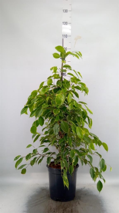 <h4>Ficus benja. 'Golden King'</h4>