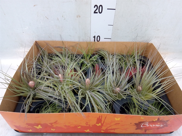 <h4>Tillandsia</h4>