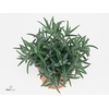 Crassula Tenelli 10,5cm