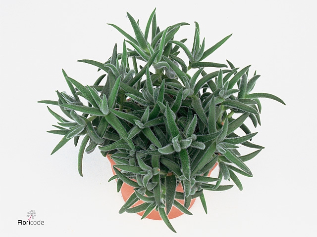 Crassula Tenelli 10,5cm