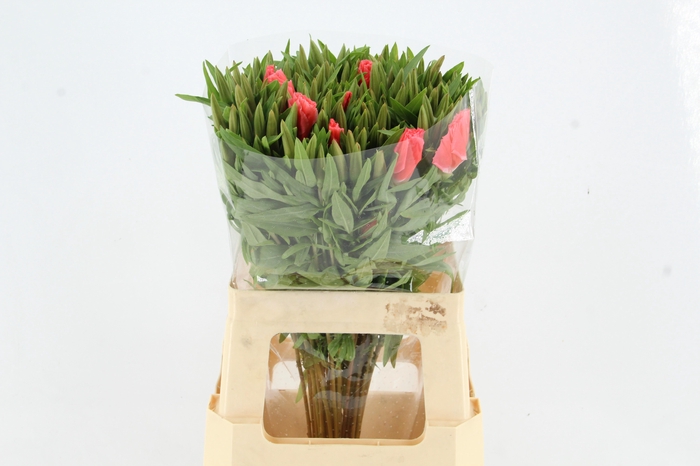 <h4>GODEZIA SALMON</h4>