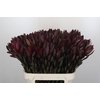 Leucadendron Saf Sunset Dark R.