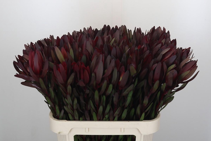 <h4>Leucadendron Saf Sunset Dark R.</h4>
