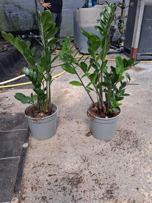 <h4>ZAMIO ZAMIIFOLIA</h4>