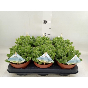 Cotyledon tome. ladys.