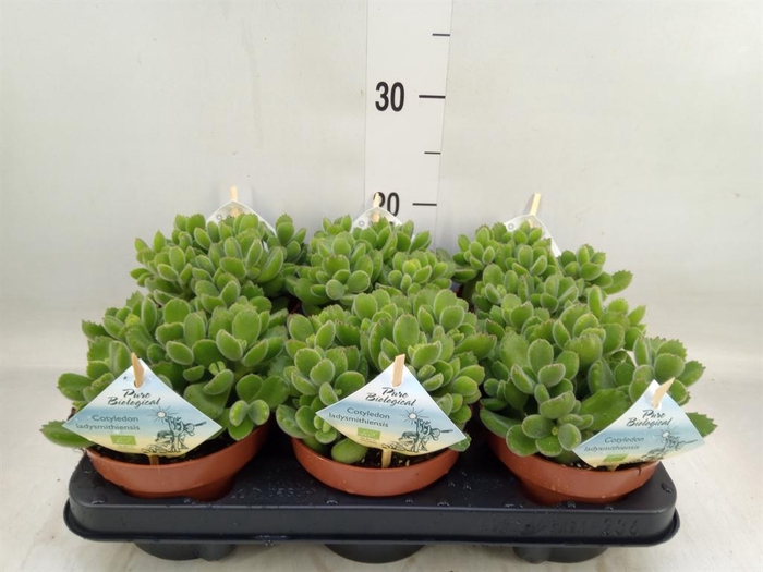 <h4>Cotyledon tome. ladys.</h4>