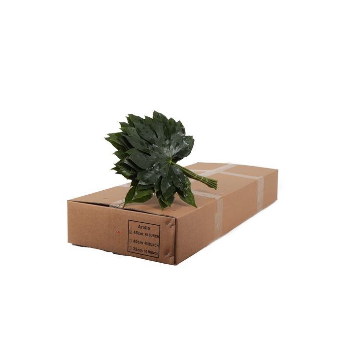 <h4>ARALIA 45 CM BROWN BOX</h4>