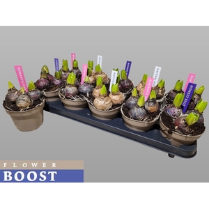 HYACIN PEAR GEM 4 KL