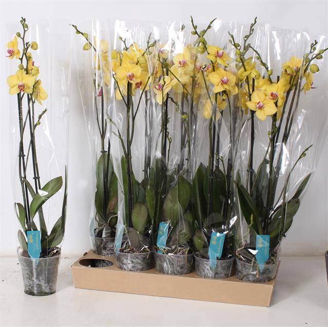 <h4>.Phalaenopsis yellow</h4>