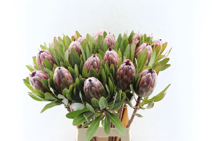 <h4>Protea Pink Ice</h4>