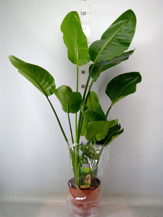 <h4>Strelitzia nicolai</h4>
