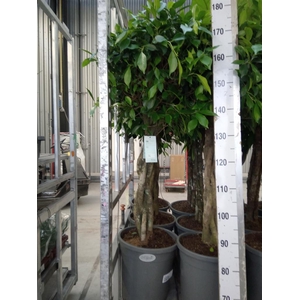 Ficus   ...