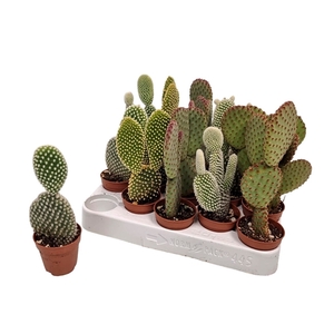 Opuntia Microdasys Mix 1pp With Ears - 5466