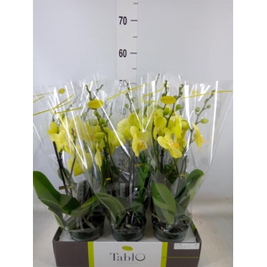 Phalaenopsis   ...yellow