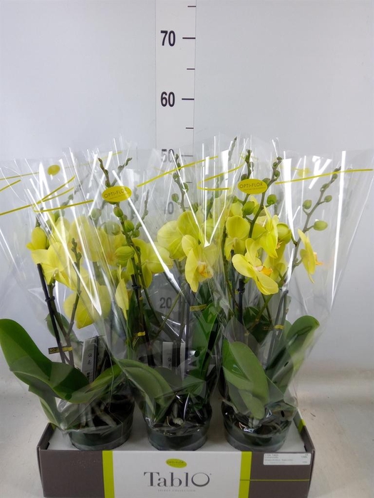 <h4>Phalaenopsis   ...yellow</h4>