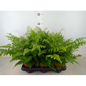Asplenium  'Parvati'