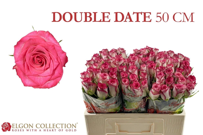 <h4>R GR DOUBLE DATE!</h4>