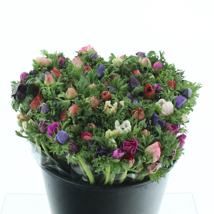 <h4>Anem Mistral Sr Mix Extra</h4>