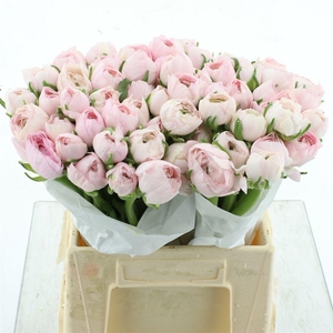 Ran Su Hanoi Light Pink Extra