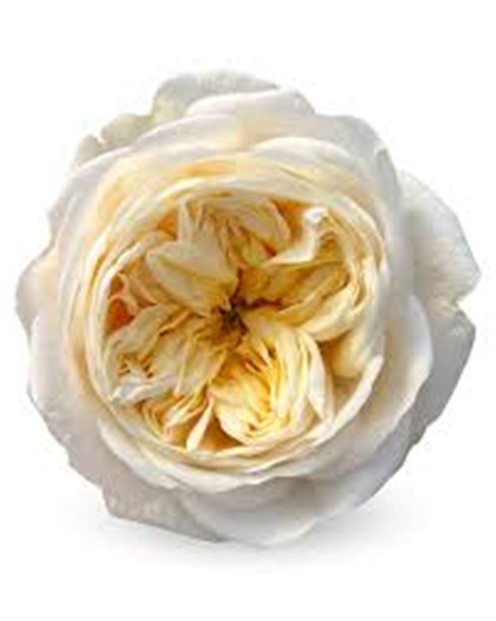 <h4>R Gr Garden Dasha</h4>