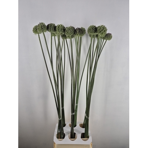 ALLIUM GVREUS XXL