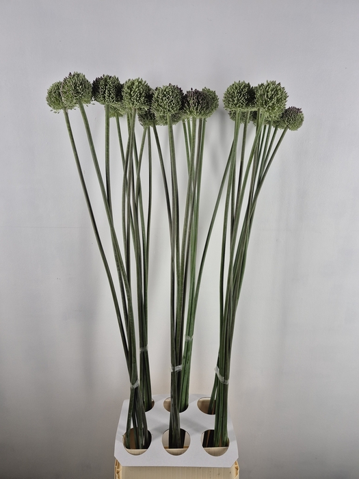 <h4>ALLIUM GVREUS XXL</h4>